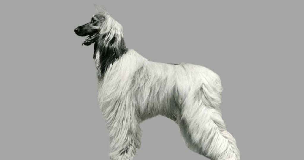 Afghan Hound Dog Breed Best - Pet Dog Breeds