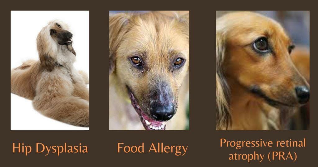 Afghan Hound Dog Breed Best - Pet Dog Breeds - Dog diseases