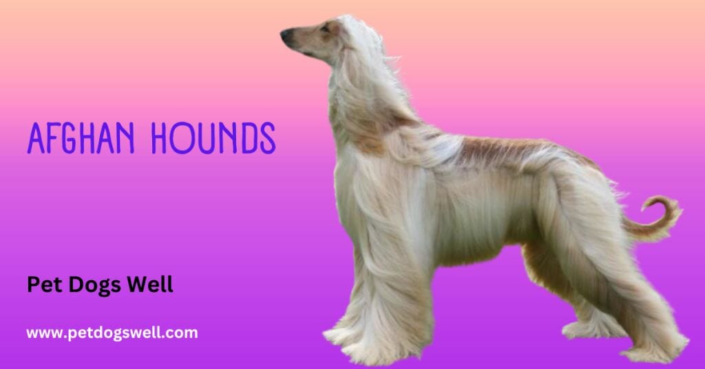 Afghan Hound Dog Breed Best - Pet Dog Breeds