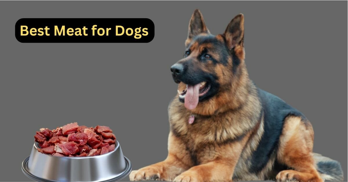 Best Meat for Dogs Protein Sources for Dogs Health