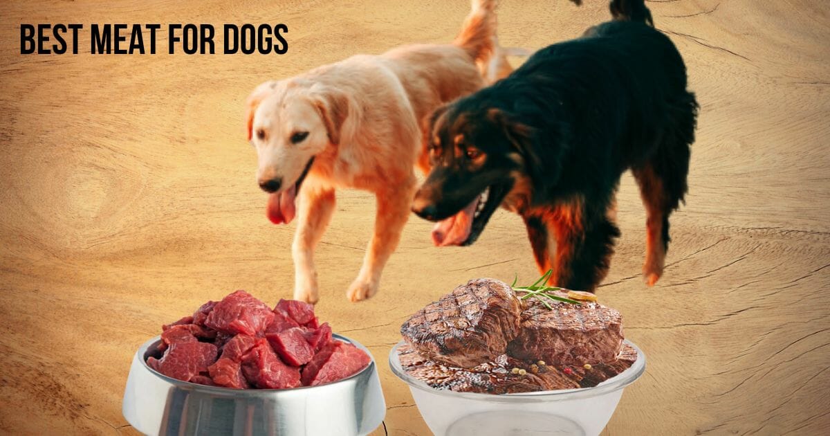 Best meat for dogs Protein sources for dogs