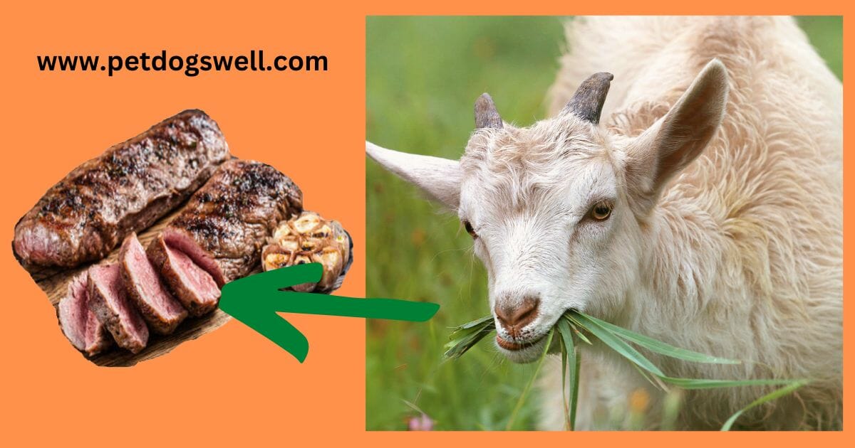 Goat Meat for Dog Food