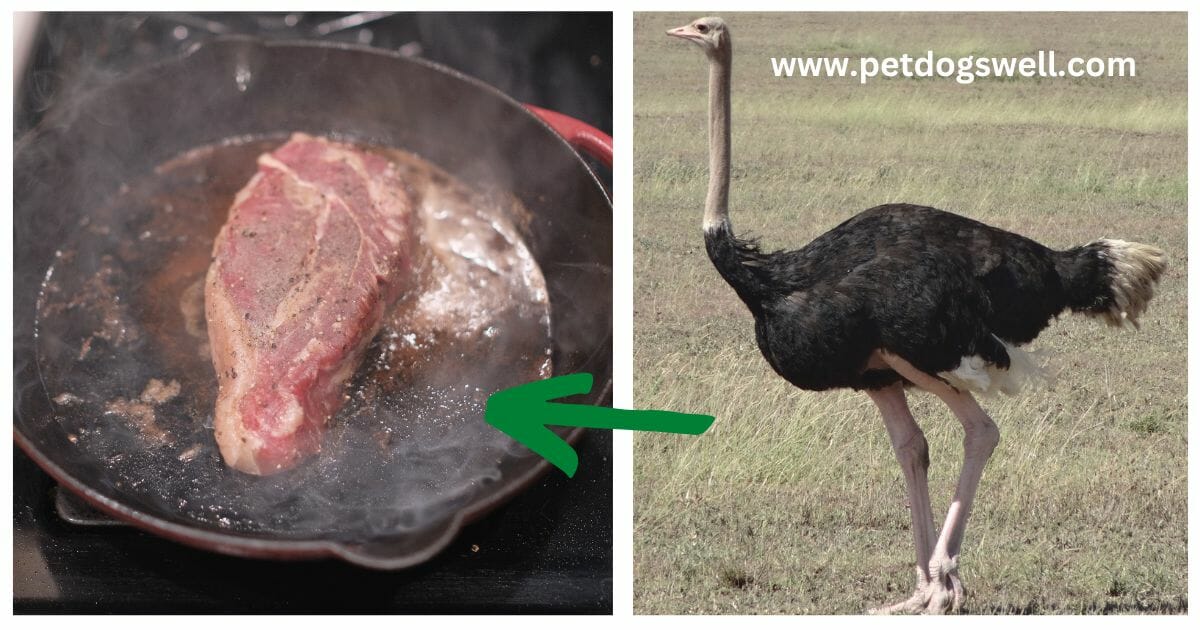 Ostrich Meat for Dog Food