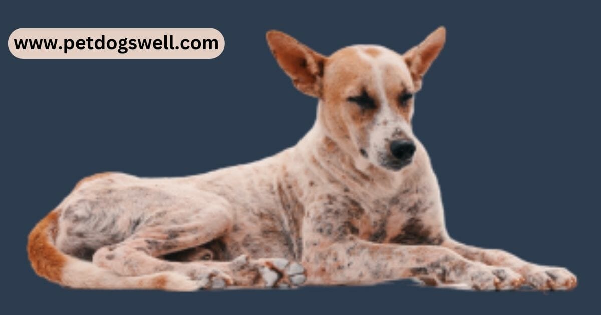 Parasitic infections in dogs