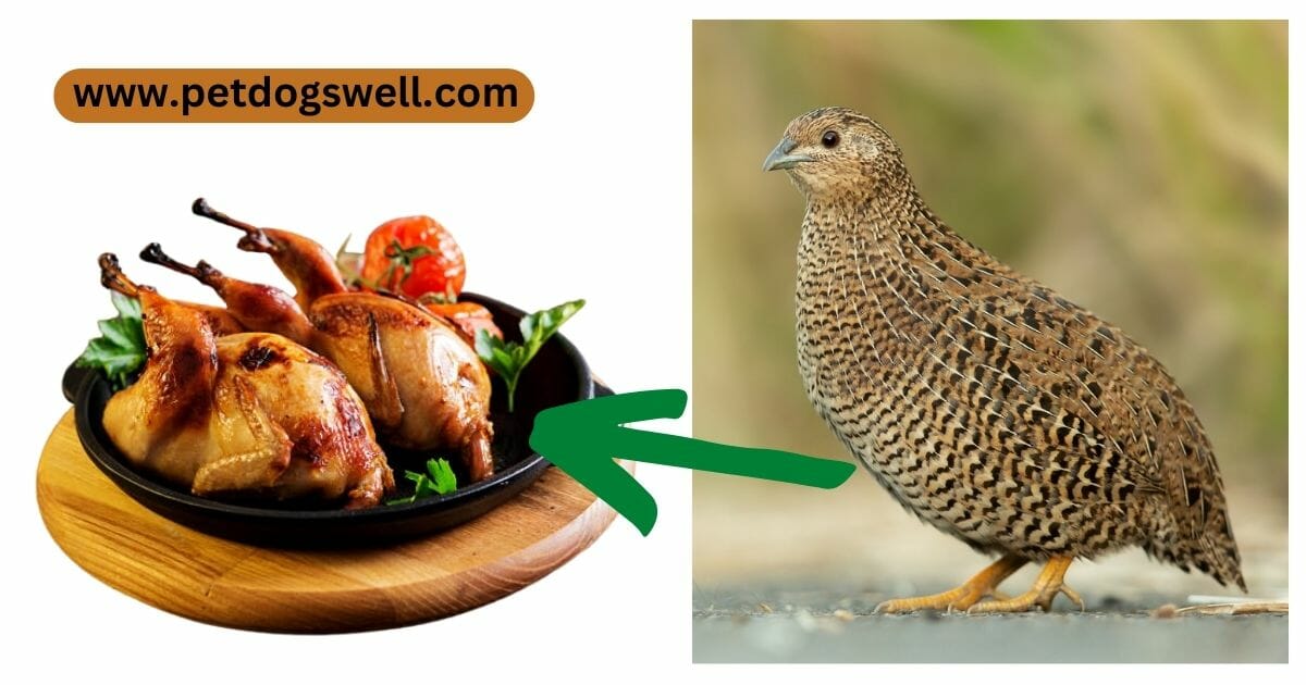 Quail Meat for Dog Food