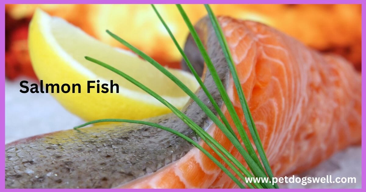 Salmon Fish Meat for Dog Food