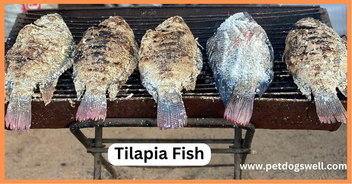 Tilapia Fish Meat for Dog Food