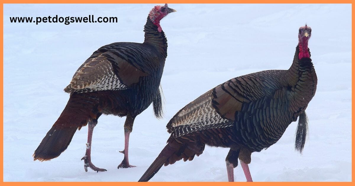 Turkey Meat for Dog Food
