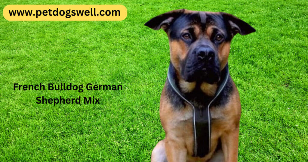 French Bulldog German Shepherd Mix