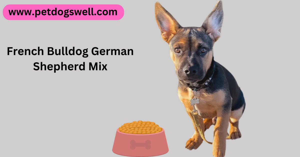French Bulldog German Shepherd Mix Frenchie Shepherds
