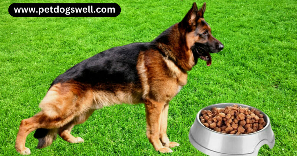 Best Dog Food for German Shepherds