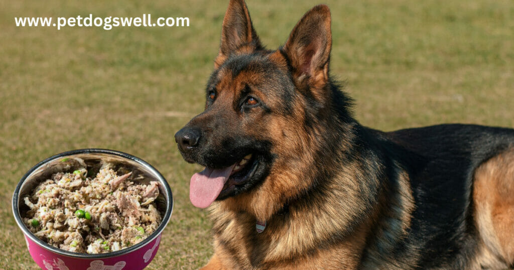 Home made Food for German Shepherds