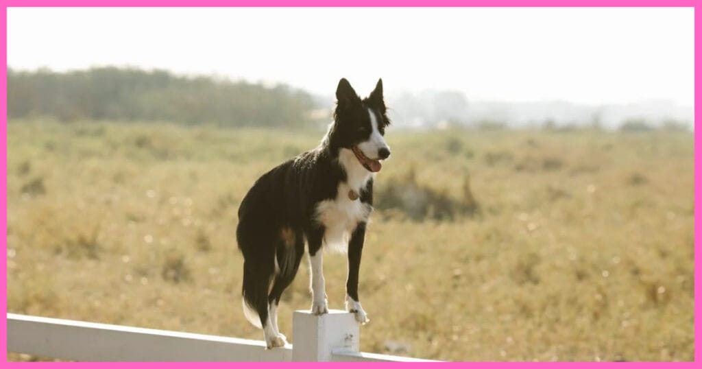 Unleashing the Brilliance of Border Collies