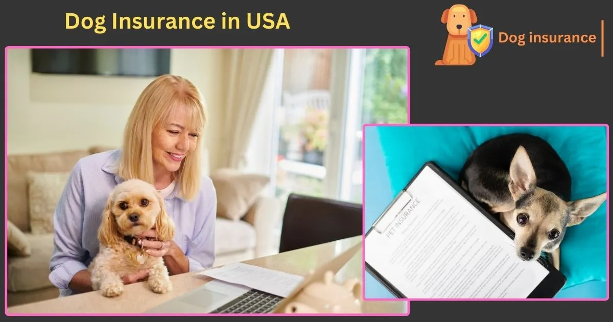 Dog Insurance in USA