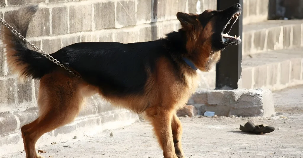 Image of German Shepherd dogs bark