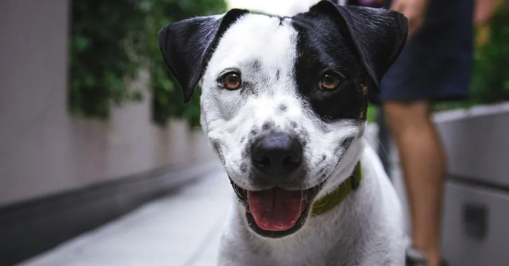 Image of dog greeting barking