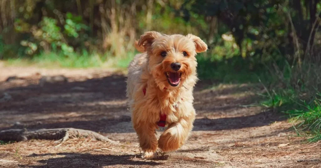 Image of dogs bark when walking